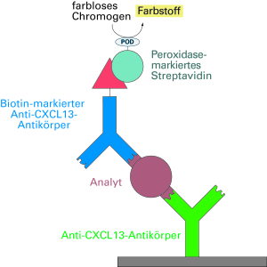 CXCL13-Moleküle werden über Antikörper und eine Farbreaktion nachgewiesen.