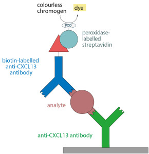 CXCL13 molecules are detected by antibodies and a chromogenic reaction.