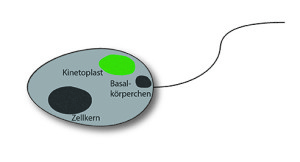 Crithidia luciliae