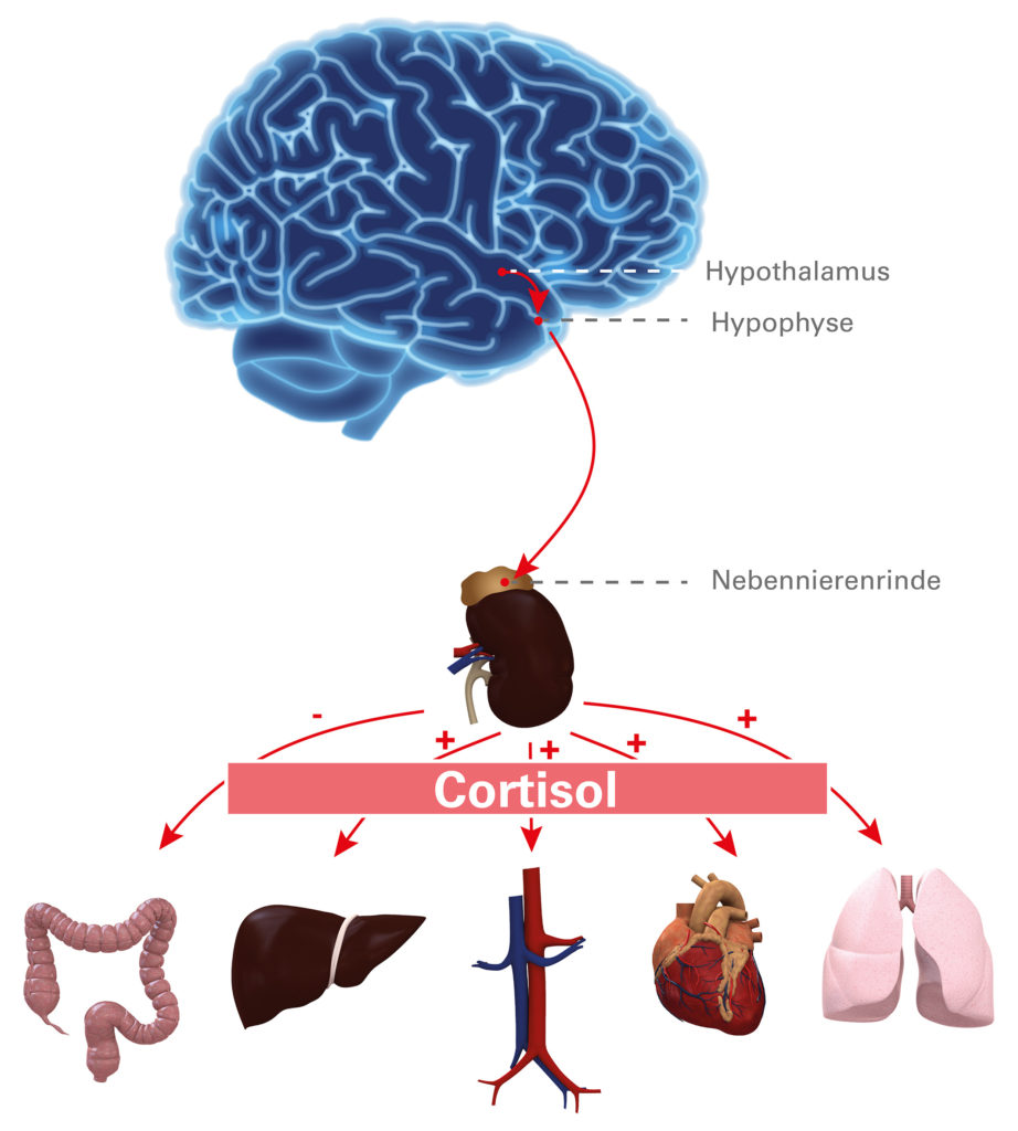 Cortisol