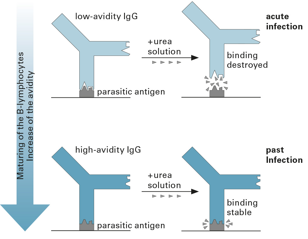 MedimiX - Toxoplasma gondii szerológiai vizsgálat (IgG, IgM, IgA)