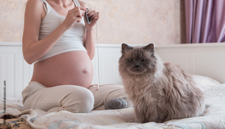 Toxoplasmose Test Katze