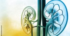 niere_kidney_sCD163
