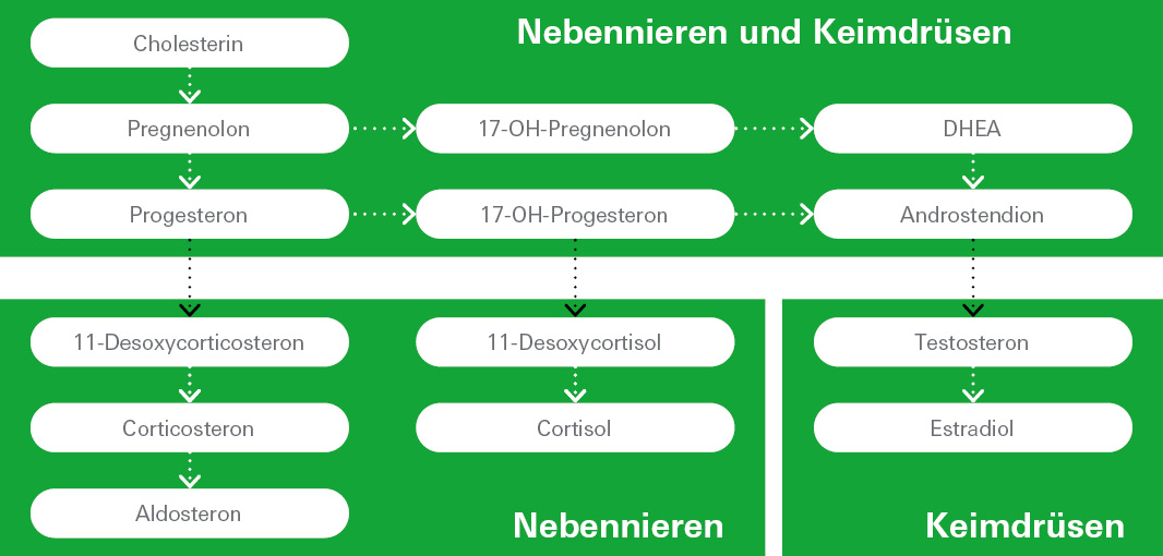 HAND IN HAND FOR POWERFUL ENDOCRINOLOGY
Sexualhormone werden aus Cholesterin gebildet