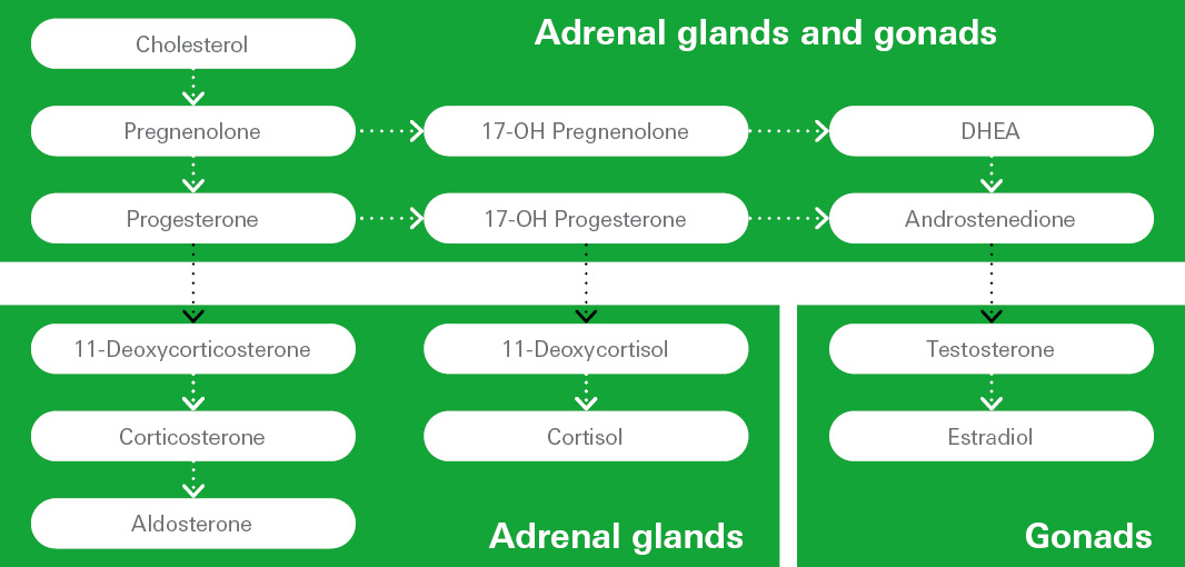 HAND IN HAND FOR POWERFUL ENDOCRINOLOGY Sex hormones are produced from cholesterol.